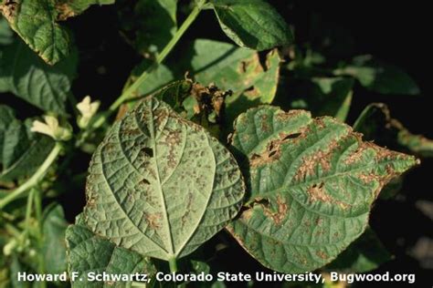 Bacterial Blight Of Soybean Pests And Diseases