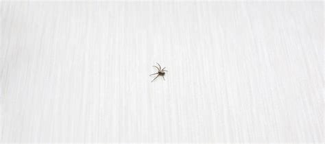 5 Tips For Controlling Spiders In Your House St Louis Spider Control