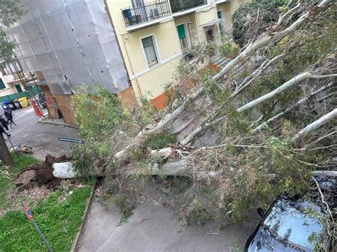 Forte Vento Nel Salento Grosso Albero Cade Su Unauto A Lecce Foto