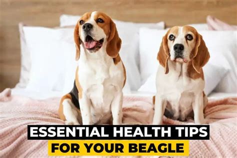 10 Essential Health Tips for Your Beagle - Beagle Care