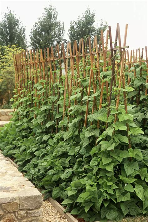 Use These Tips To Train Vegetables To Climb A Trellis Artofit