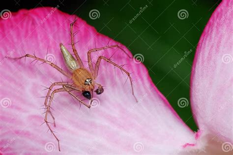 Lynx Spider Stock Image Image Of Flora Animal Stripe 12900501