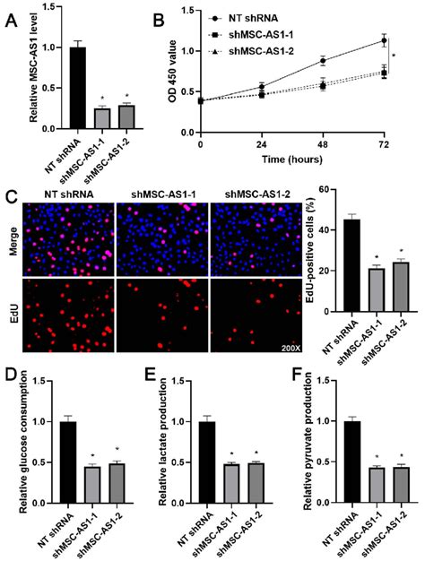 Msc As Knockdown Inhibits The Proliferation And Glycolysis Of Mgc