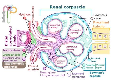 Kidney Histology Glomerulus