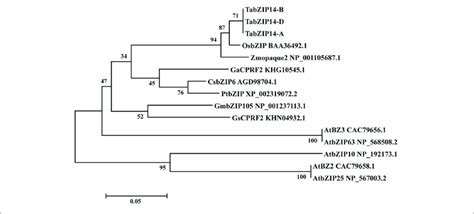 Phylogenetic Relationships Of Selected Group C BZIP Proteins And The