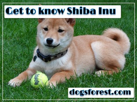 Shiba Inu Growth Chart (Weight Chart & Size Chart)