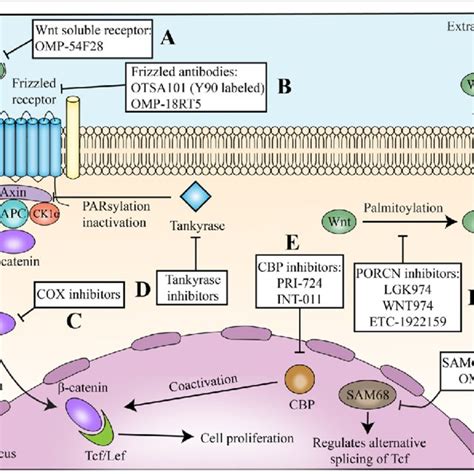 Canonical Wnt/β-catenin pathway: " WNT ON state " : WNT proteins, by ...