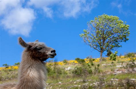 MG 8096 Lamas du Causse Méjean Cévennes Jean Paul Blanc Flickr