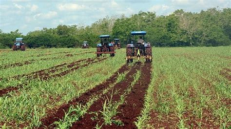 C Mo Marcha La Producci N De Alimentos En Cuba Video Mesa Redonda