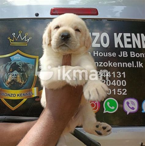 Labrador Puppy For Sale In Kalutara City Ikman