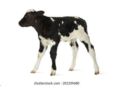 Belgian Blue Calf Isolated On White Stock Photo 201339680 | Shutterstock