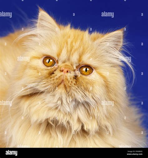 Red Persian Kitten Stock Photo Alamy