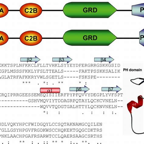 Structural Motif Prediction And Alignment Of Ph Domains Structural