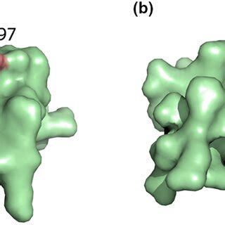 Surface Representation Of The Structure Of The Extracellular Domain Of