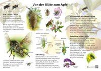 Entwicklung Der Honigbiene Biene Aktionen Natur Im Bild