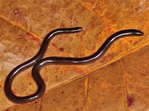 Brahminy Blindsnake Wildlife Of Goodearth Malhar Bangalore