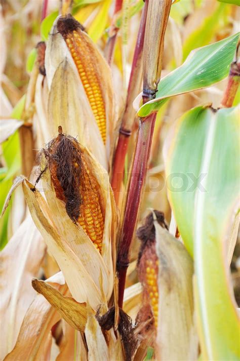 corn    growing   plant stock image colourbox