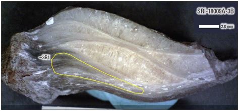 Strontium Isotope Chronostratigraphic Age Of A Sirenian Fossil Site On