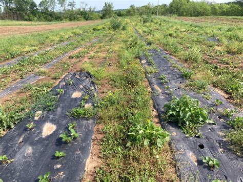 The Great Strawberry Crash Of Farm Happenings At Lazy Eight