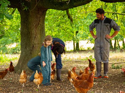 Wecandoo D Couvrez Un Levage De Poules Et Repartez Avec Des Ufs Frais