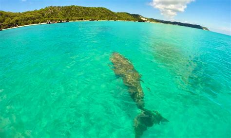 Dolphin Snorkel Cruise to Moreton Bay | GetMyBoat