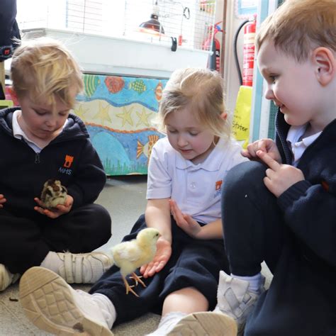 Marlborough House School Baby Chicks Hatch In Nursery And Year 1