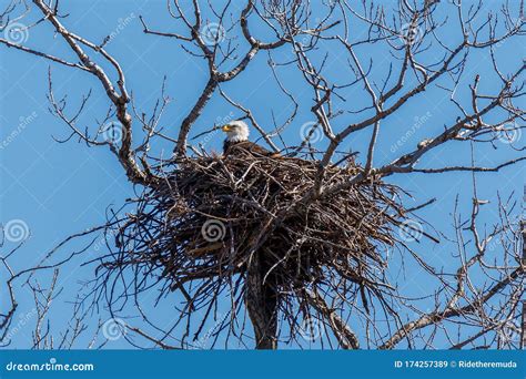 American Bald Eagle stock image. Image of america, avian - 174257389