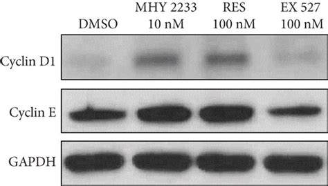 Effect Of MHY2233 On Cell Proliferation And Angiogenesis A Cell