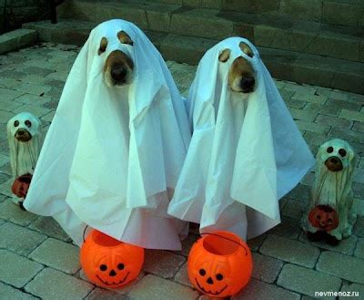 Halloween funny dogs