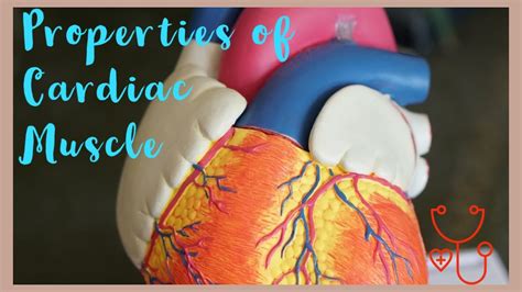 Properties Of The Cardiac Muscle Youtube