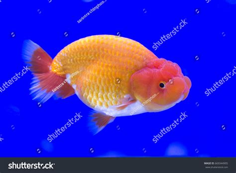 Fish Species Poster: Over 102 Royalty-Free Licensable Stock Photos ...