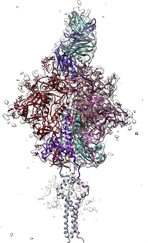 Cryo EM reconstruction and model Intermediate 6 2 Å resolution