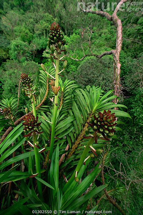 Stock Photo Of Giant Orchid Grammatophyllum Speciosum Growing High In