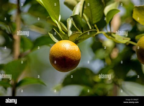 Bitter orange tree hi-res stock photography and images - Alamy