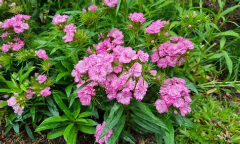 Bartnelken Dianthus Barbatus Steckbrief