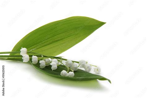 muguet Stock Photo | Adobe Stock