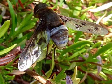 Ligyra Gazophylax Bugguidenet