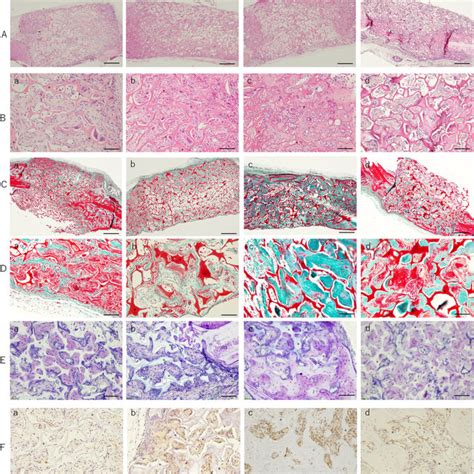 Histological Analysis Of Cells Stained With A Hematoxylin And Eosin