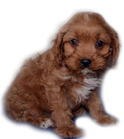 Best Cavapoo Breeders