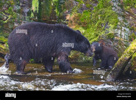 Black Bears At The Neets Bay Hatchery Tongass National Forest Near