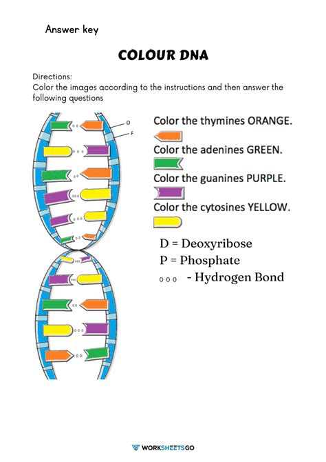 Color Dna Worksheets Worksheetsgo