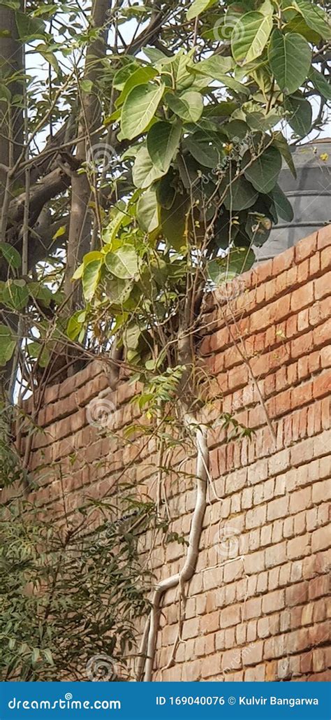 Ficus Sp A Religious Tree Growing In Wall Of A Government Building In