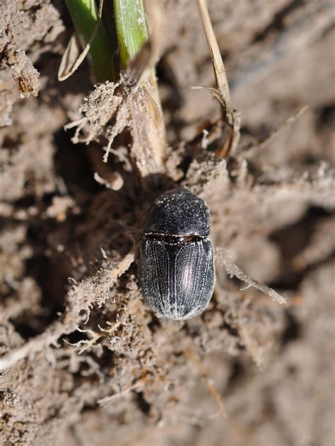 Sugarcane Beetle