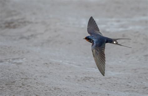 Swallow Hirundo Rustica Swallows Are Small Birds With D Flickr