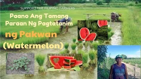 Paano Ang Tamang Paraan Ng Pagtatanim Ng Pakwan Watermelon Youtube