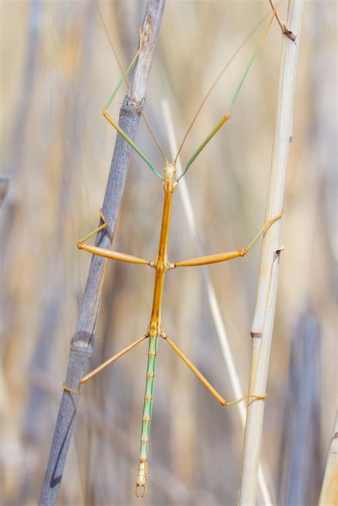 Halcyon Photo Walking Stick Bug Walking Stick Insect Stick Insect