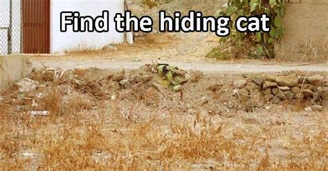 Can You Find The Cats Hiding In These Photos Animal Captions