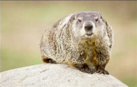 Groundhogs