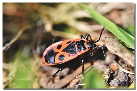 Boxelder Bug Killer Products Lawn And Pest Control Supply Lawn And