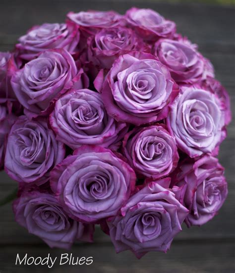 Moody Blues Purple Roses Rose Lavender Roses